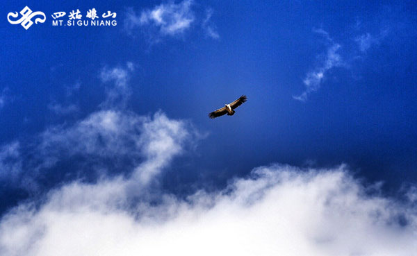 鹰击长空,展翅翱翔,这样的蓝天幕布下,整个世界都明亮如新,那倒映在