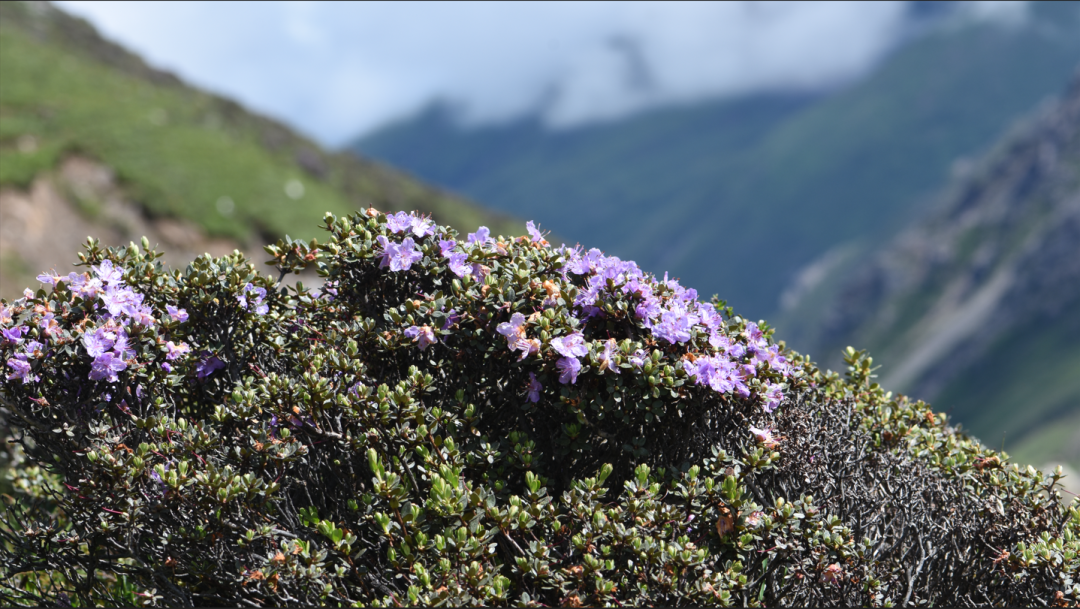 四姑娘山·植物的展览地| 高原花卉鉴赏——雪层杜鹃